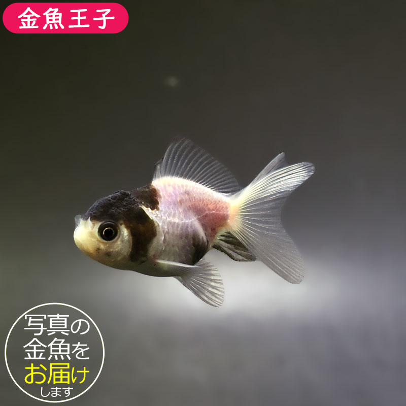 金魚王子】白黒オランダ 6.5±1cm前後 (個体番号：xsw247) 金魚