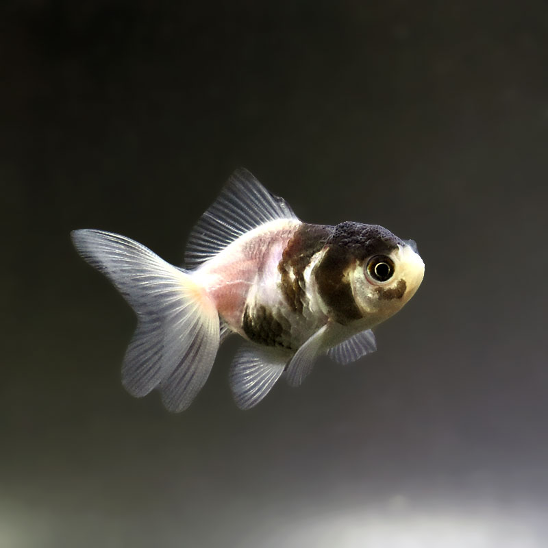金魚王子】白黒オランダ 6.5±1cm前後 (個体番号：xsw247) 金魚