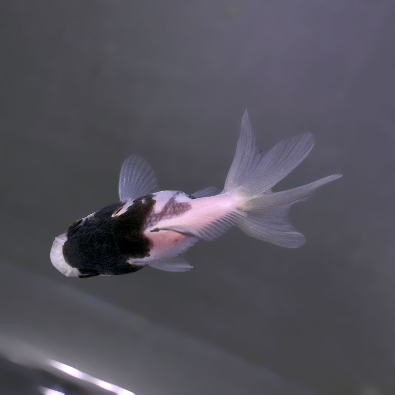 金魚　珍しいシルクオランダ2歳18センチ c4b786a720a4d9d9e38ac4c2dedacb