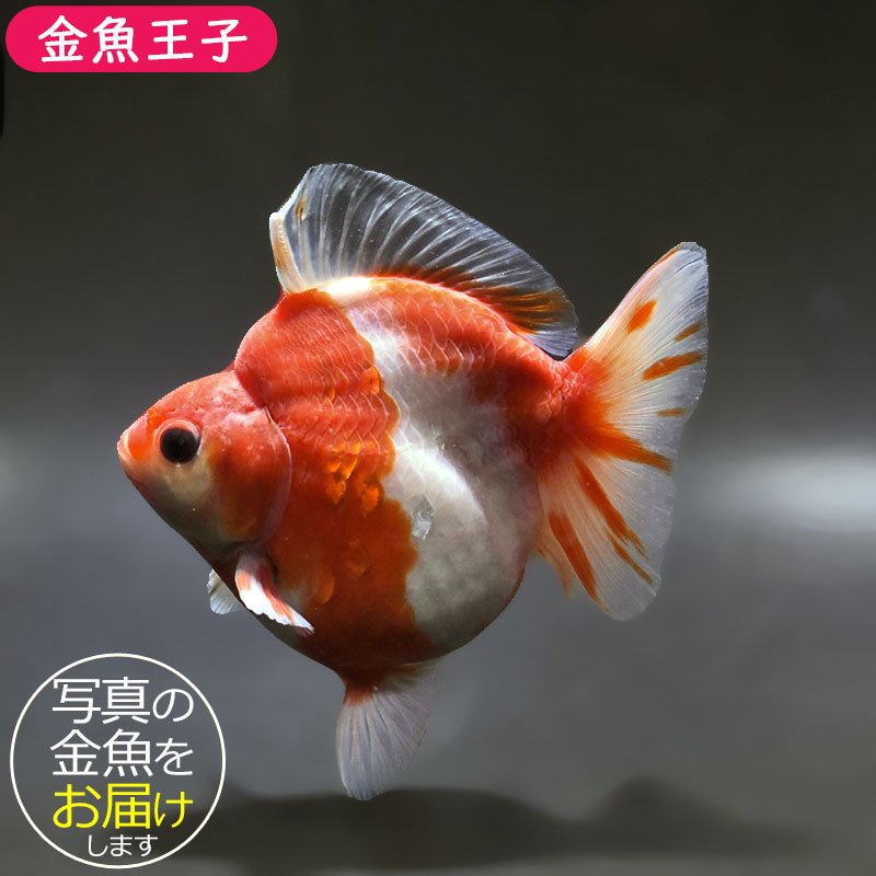 金魚王子】桜ショートテール琉金 12.5cm前後 (個体番号：xsw434) 金魚