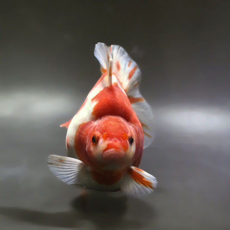 金魚王子】桜ショートテール琉金 12.5cm前後 (個体番号：xsw434) 金魚