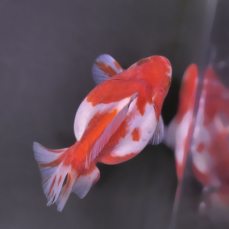 専用ページ 桜 金魚 金魚王子】桜ショートテール琉金 12.5cm前後 (個体番号：xsw434) 金魚