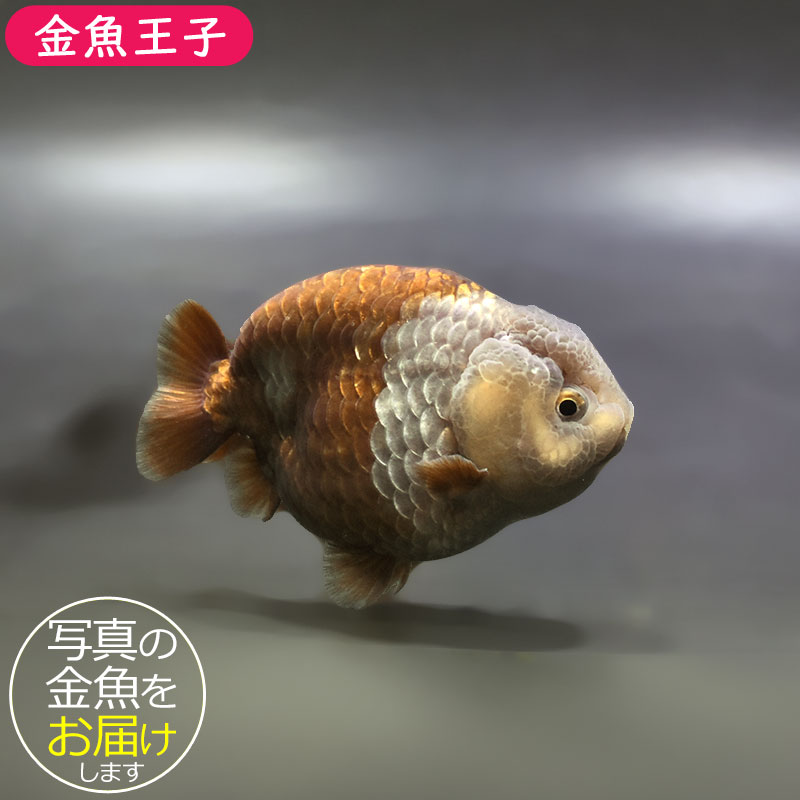 金魚王子】メノウらんちゅう 8±1cm前後 (個体番号：xsw604) 金魚