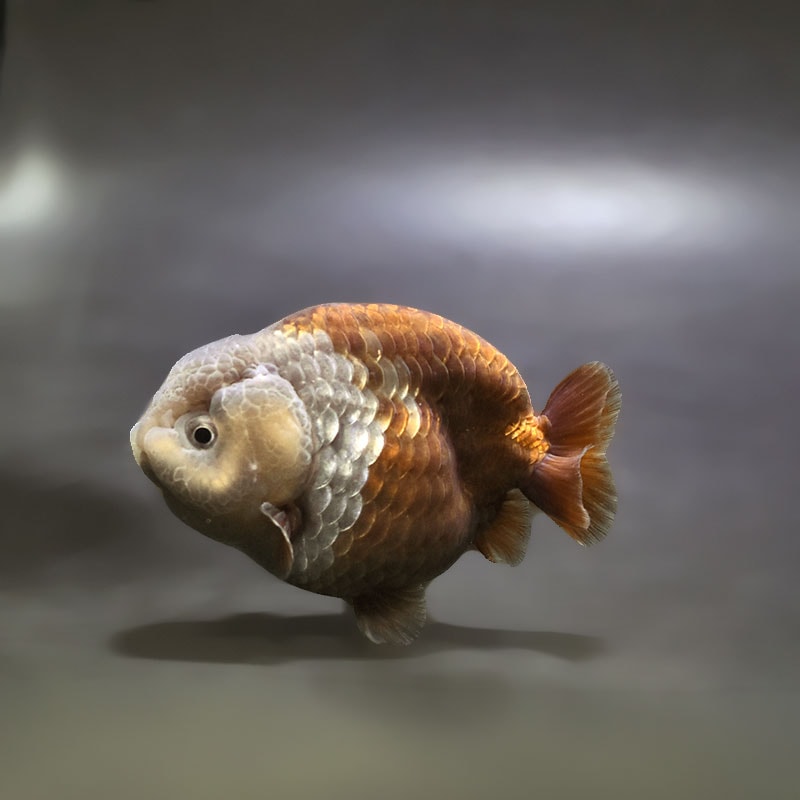 金魚王子】メノウらんちゅう 8±1cm前後 (個体番号：xsw604) 金魚