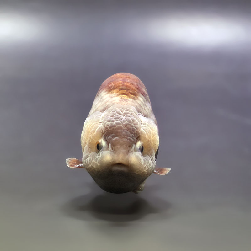 金魚王子】メノウらんちゅう 8±1cm前後 (個体番号：xsw604) 金魚