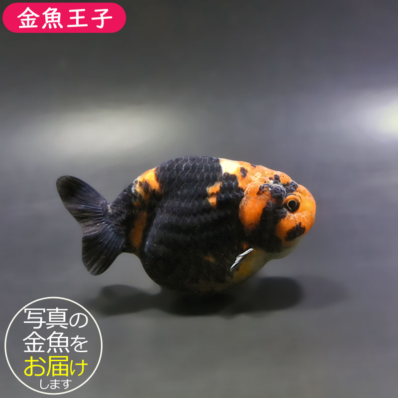 金魚王子】江戸錦 9～9.5cm前後 (個体番号：xsw774) 金魚 きんぎょ