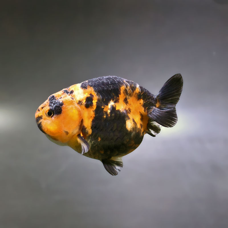 金魚王子】江戸錦 9～9.5cm前後 (個体番号：xsw774) 金魚 きんぎょ