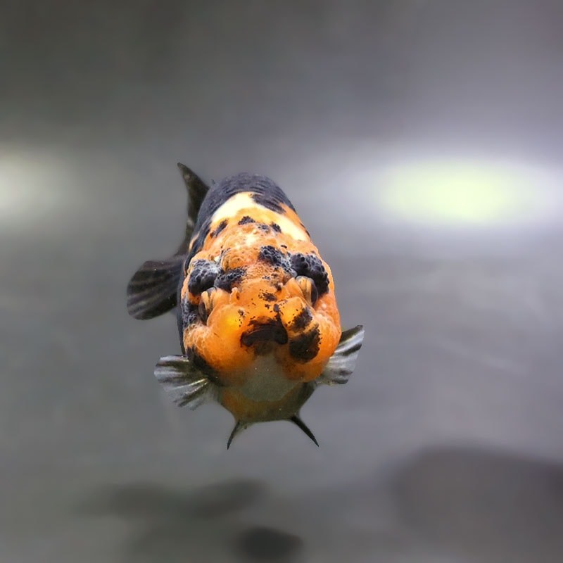 金魚王子】江戸錦 9～9.5cm前後 (個体番号：xsw774) 金魚 きんぎょ