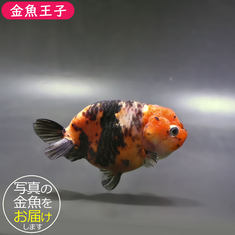 金魚王子】江戸錦 9±1cm前後 (個体番号：xsw938) 金魚 きんぎょ 生体