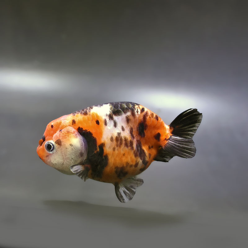 金魚王子】江戸錦 9±1cm前後 (個体番号：xsw938) 金魚 きんぎょ 生体