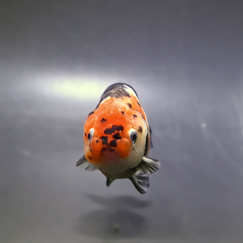 金魚王子】江戸錦 9±1cm前後 (個体番号：xsw938) 金魚 きんぎょ 生体