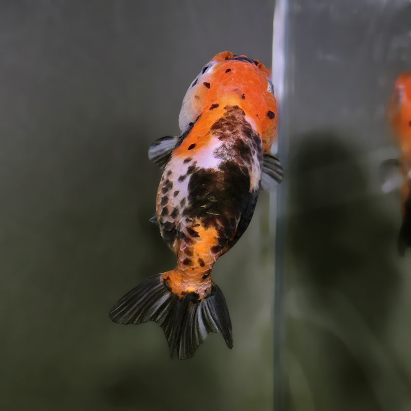 金魚王子】江戸錦 9±1cm前後 (個体番号：xsw938) 金魚 きんぎょ 生体
