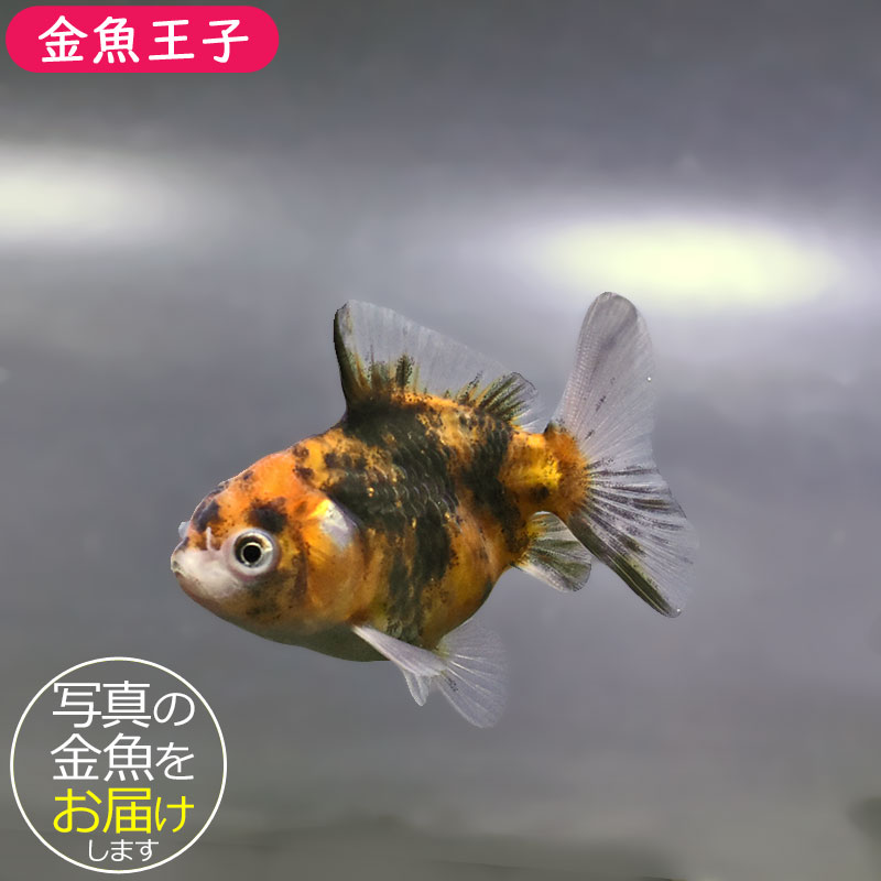 金魚王子】バルーンオランダ 6.5±1cm前後 (個体番号：zaq215) 金魚