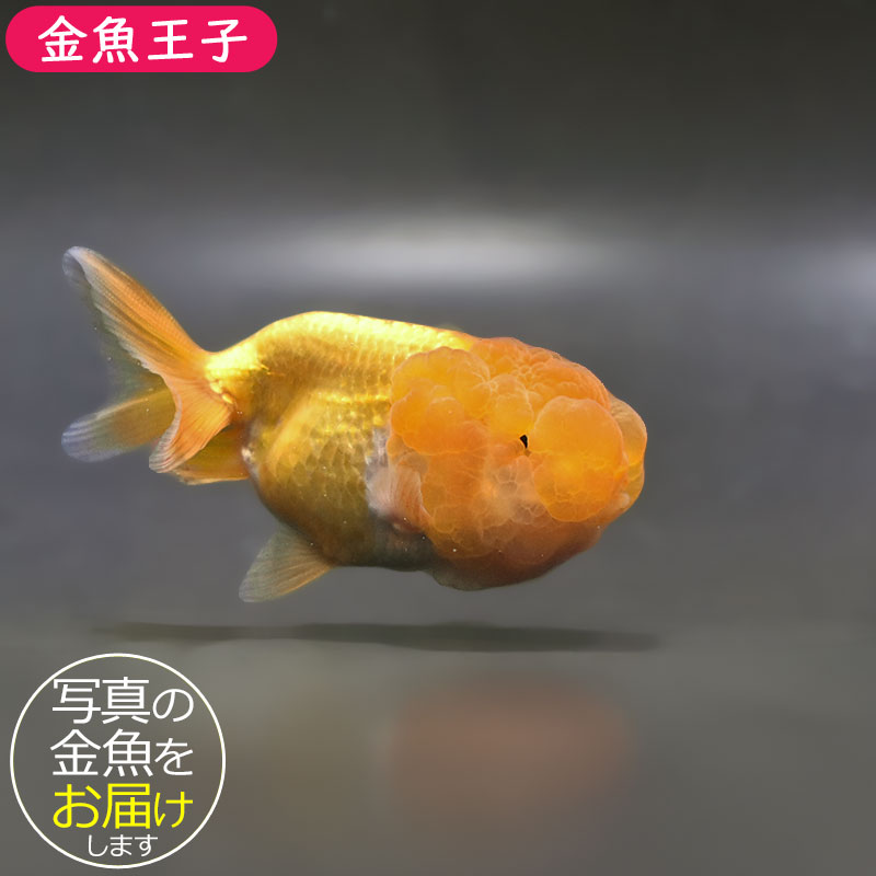 金魚王子】ネコガシラ 9.5cm前後 (個体番号：zaq393) 金魚 きんぎょ