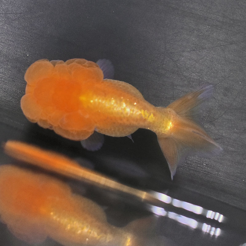 金魚王子】ネコガシラ 9.5cm前後 (個体番号：zaq393) 金魚 きんぎょ