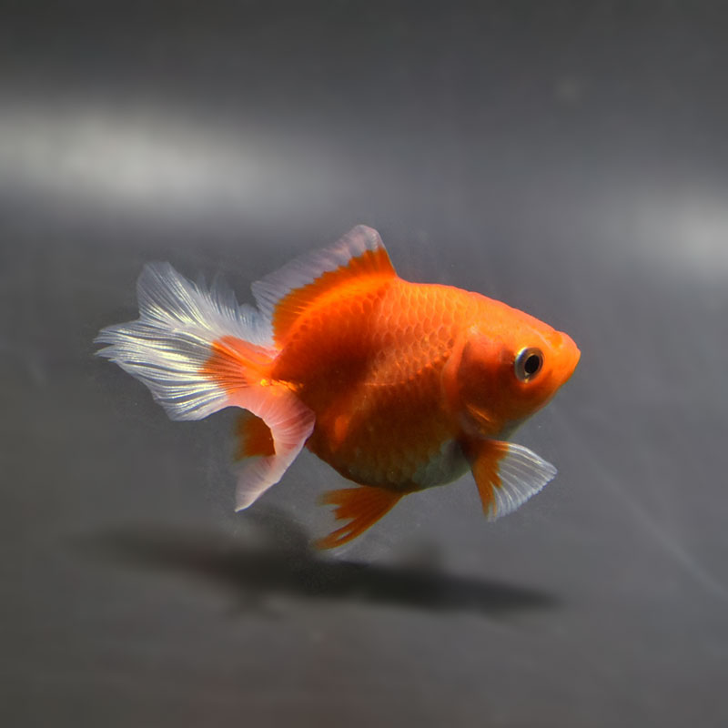 土佐金 金魚王子】土佐金(土佐錦魚) 7±1cm前後 (個体番号：cde339) 金魚