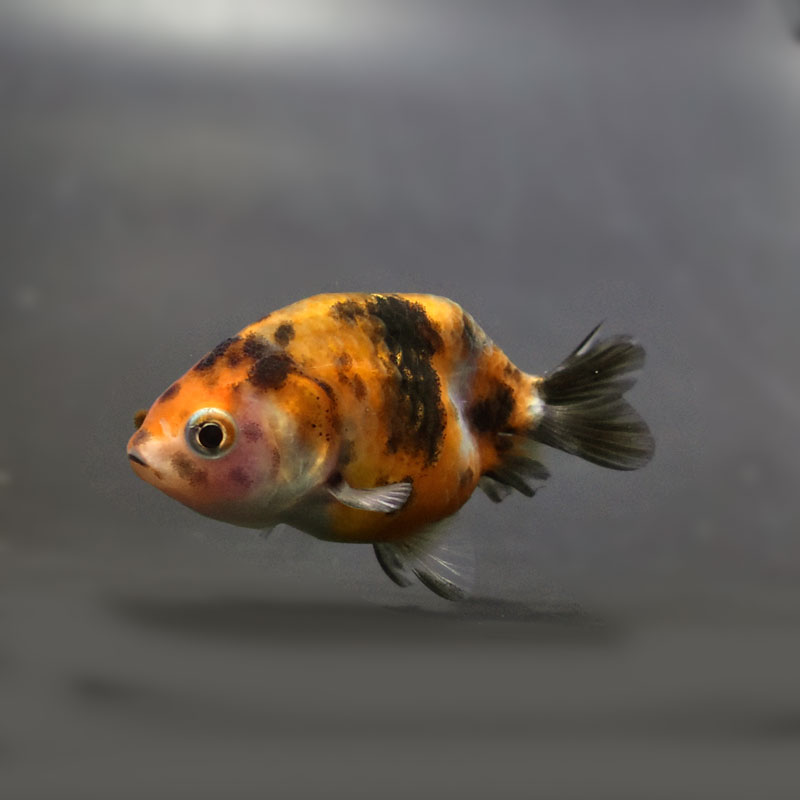 らんちゅう他 金魚王子】変わり柄らんちゅう 6±1cm前後 (個体番号：cde516) 金魚