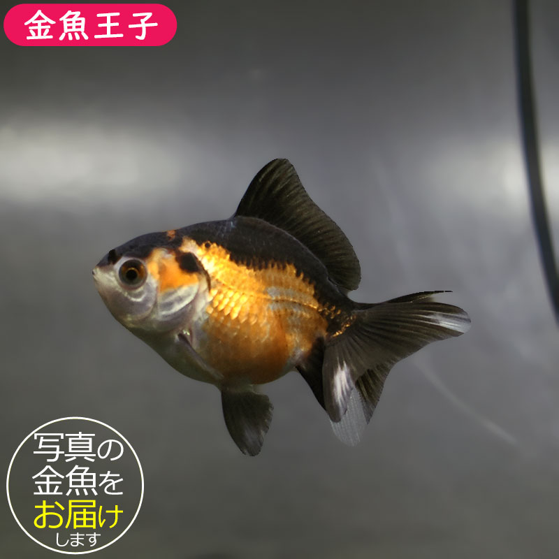 金魚王子】トリカラーオランダ 6.5±1cm前後 (個体番号：xsw248) 金魚