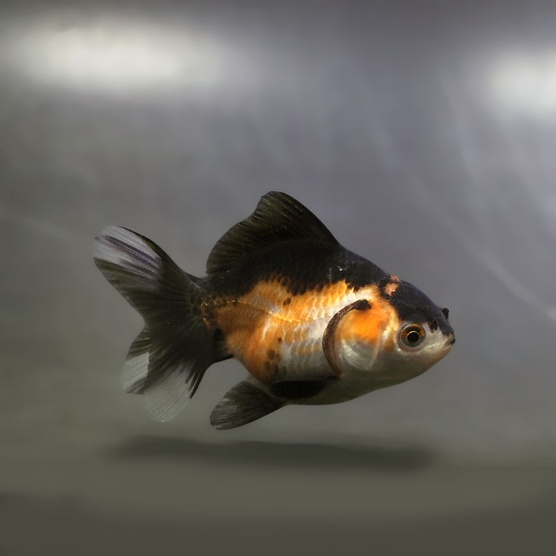 金魚王子】トリカラーオランダ 6.5±1cm前後 (個体番号：xsw248) 金魚