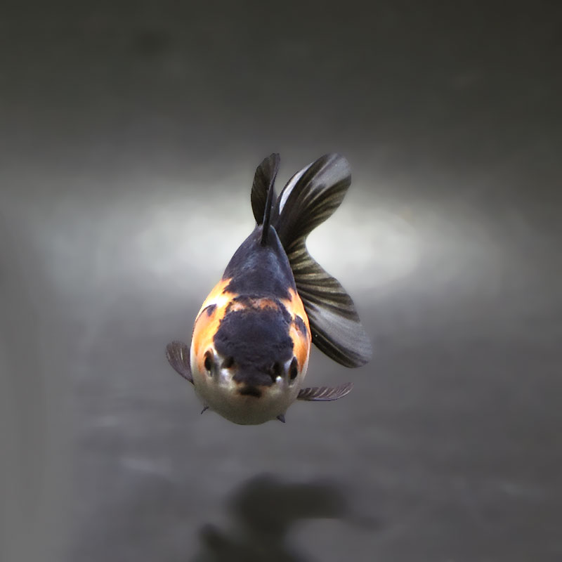 金魚　 インター金魚】上物揃い！大きめサイズ金魚！ | 名古屋のペット