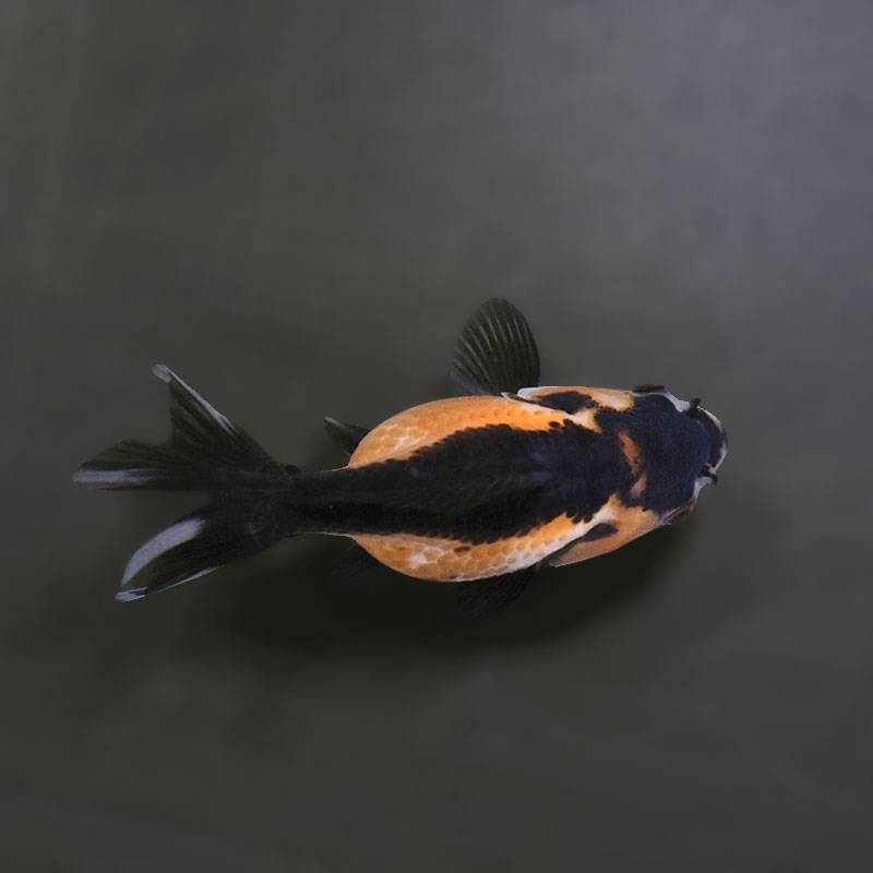 金魚王子】トリカラーオランダ 6.5±1cm前後 (個体番号：xsw248) 金魚