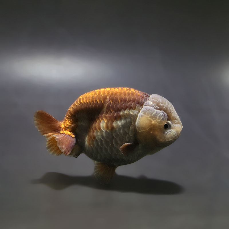 金魚王子】メノウらんちゅう 8±1cm前後 (個体番号：xsw605) 金魚