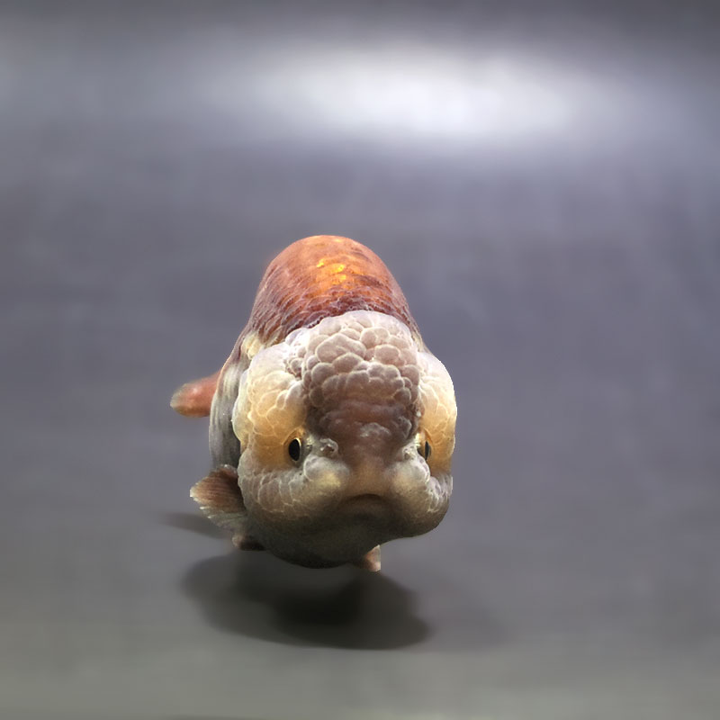 金魚王子】メノウらんちゅう 8±1cm前後 (個体番号：xsw605) 金魚
