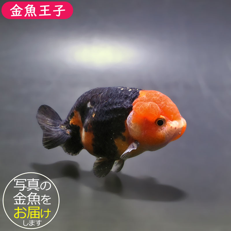 金魚　 金魚・メダカのはじめてセット GKM-18 | ジェックス株式会社