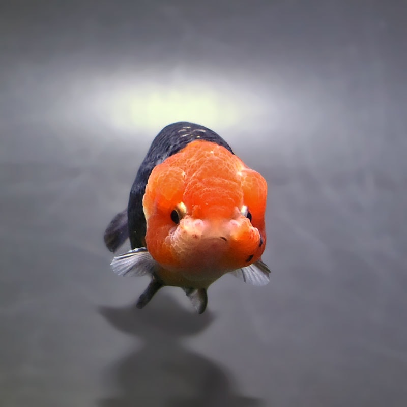 金魚王子】江戸錦 9～9.5cm前後 (個体番号：xsw775) 金魚 きんぎょ