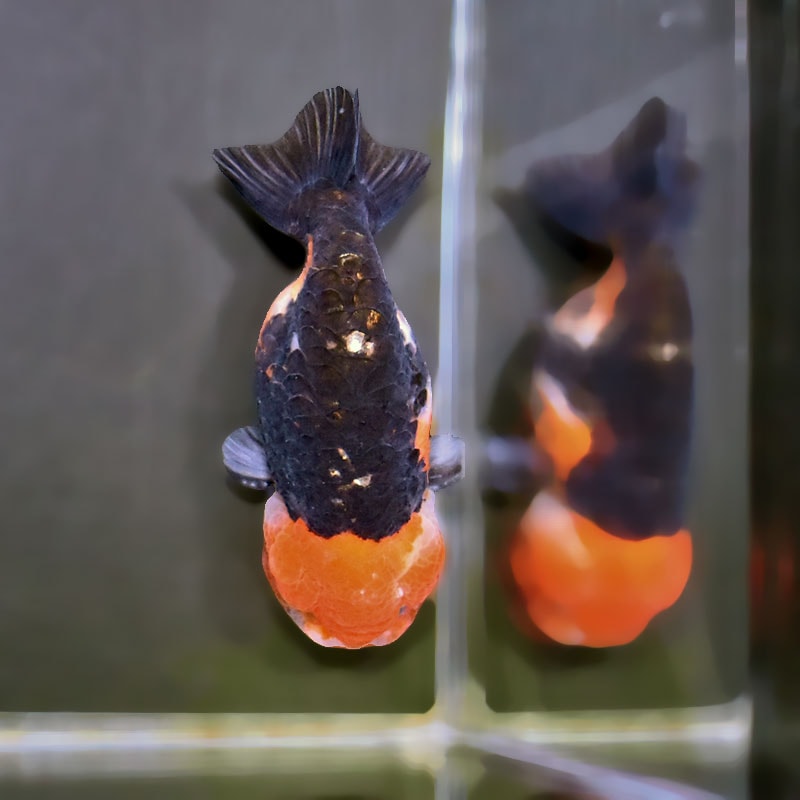 金魚王子】江戸錦 9～9.5cm前後 (個体番号：xsw775) 金魚 きんぎょ