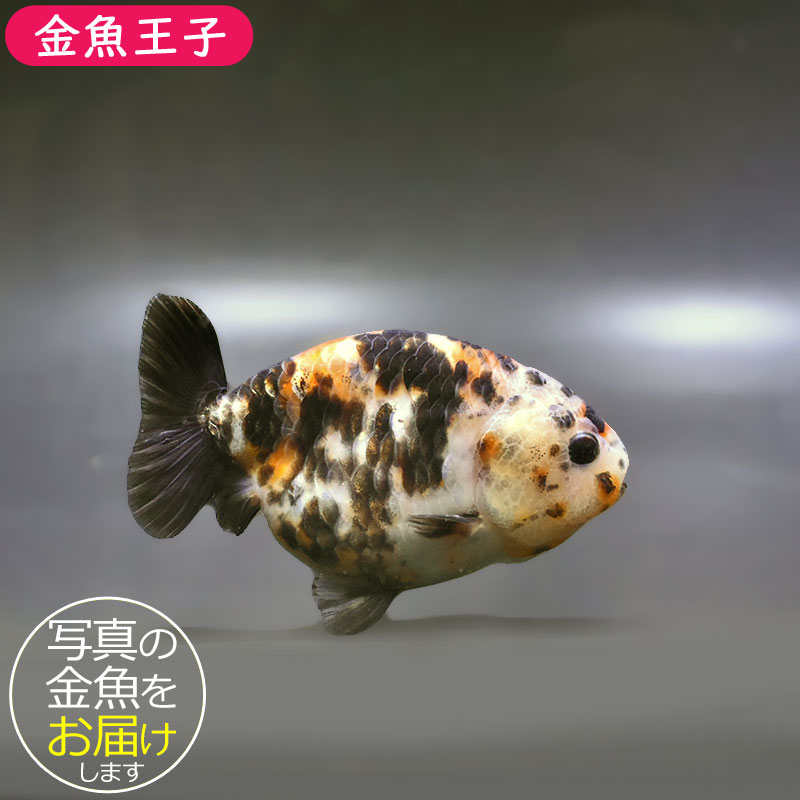 テコチチ【願いが叶う】【金運 財運 繁栄 招福】金魚 きんぎょ らんちゅう 金魚王子】江戸錦 9±1cm前後 (個体番号：xsw939) 金魚 きんぎょ 生体