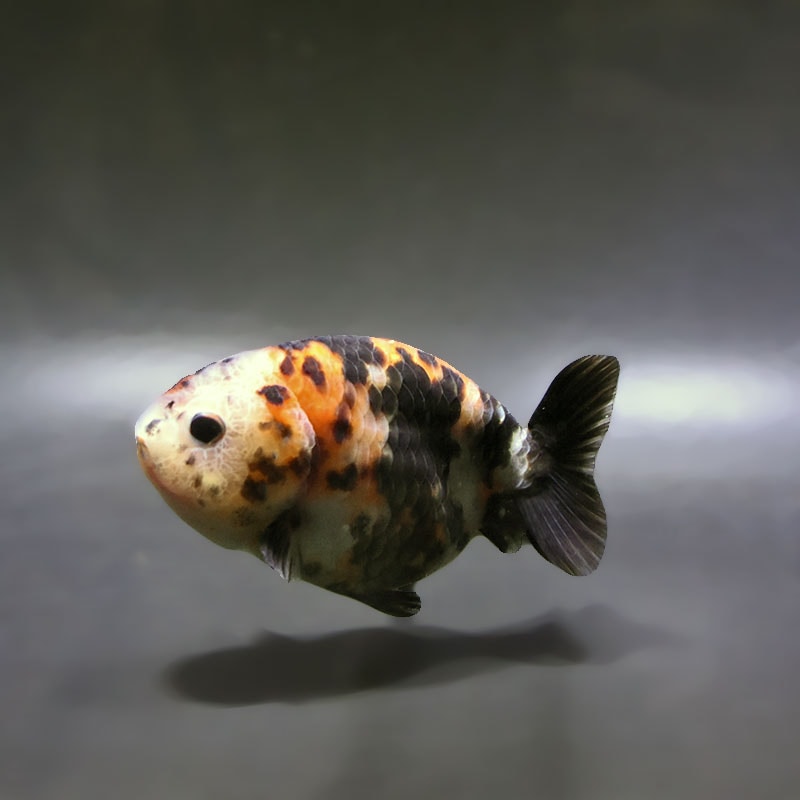 金魚王子】江戸錦 9±1cm前後 (個体番号：xsw939) 金魚 きんぎょ 生体