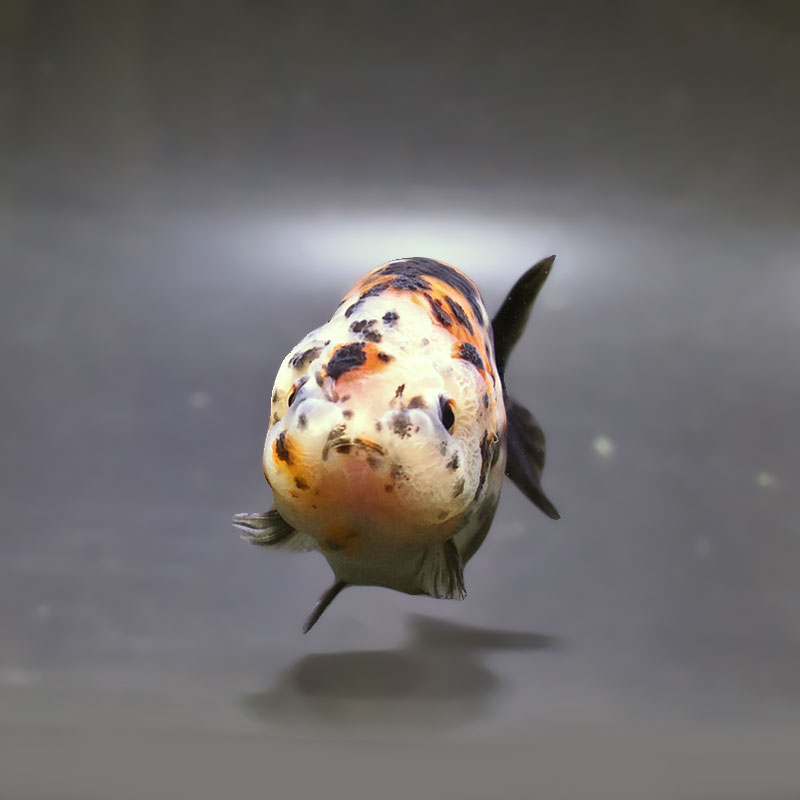 金魚王子】江戸錦 9±1cm前後 (個体番号：xsw939) 金魚 きんぎょ 生体