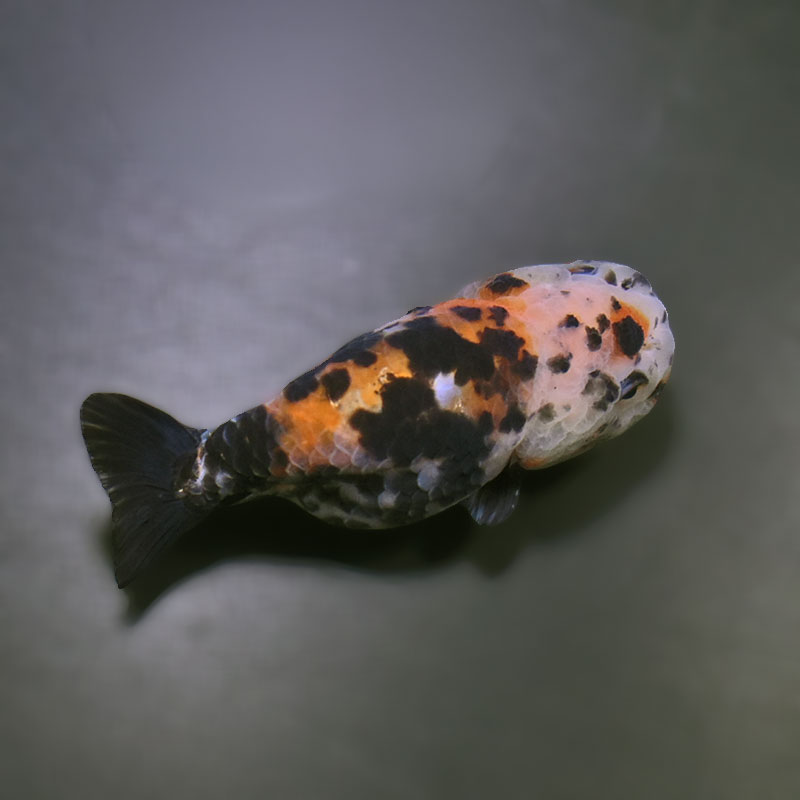 金魚王子】江戸錦 9±1cm前後 (個体番号：xsw939) 金魚 きんぎょ 生体