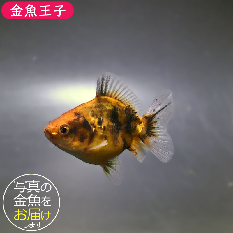 金魚王子】バルーンオランダ 6.5±1cm前後 (個体番号：zaq216) 金魚