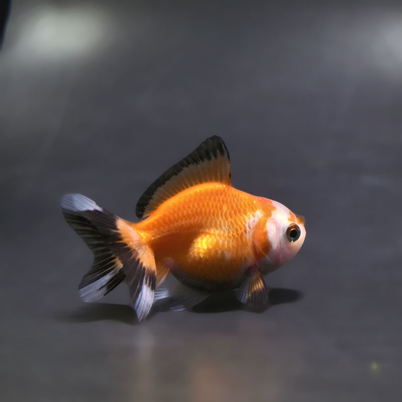 金魚王子】トリカラーオランダ 6.5±1cm前後 (個体番号：xsw249) 金魚