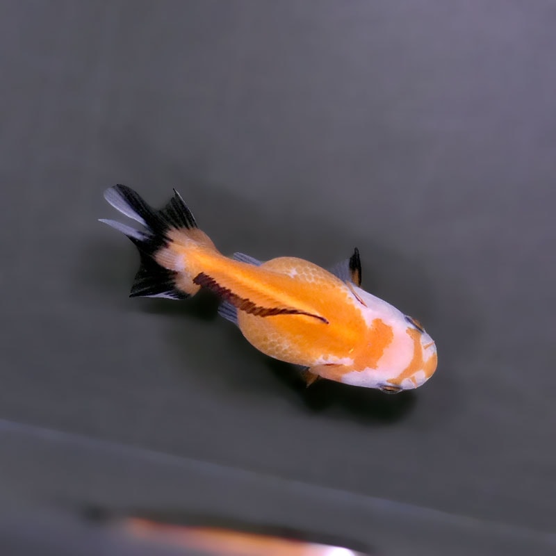 金魚王子】トリカラーオランダ 6.5±1cm前後 (個体番号：xsw249) 金魚