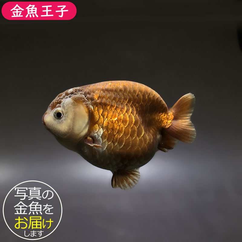 金魚王子】メノウらんちゅう 8±1cm前後 (個体番号:xsw606) 金魚 金魚王子】メノウらんちゅう 8±1cm前後 (個体番号:xsw606) 金魚