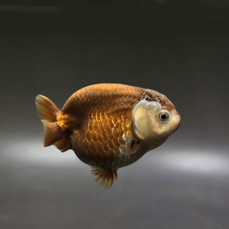 金魚王子】メノウらんちゅう 8±1cm前後 (個体番号：xsw606) 金魚
