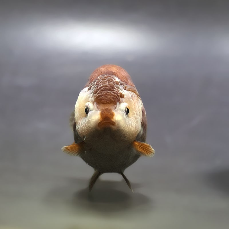 金魚王子】メノウらんちゅう 8±1cm前後 (個体番号：xsw606) 金魚