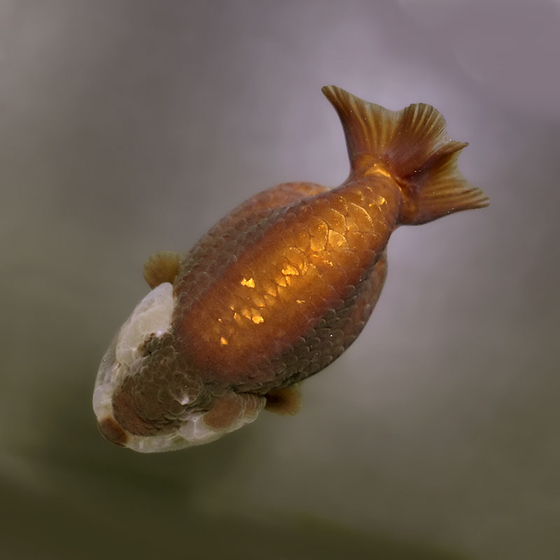 金魚王子】メノウらんちゅう 8±1cm前後 (個体番号：xsw606) 金魚