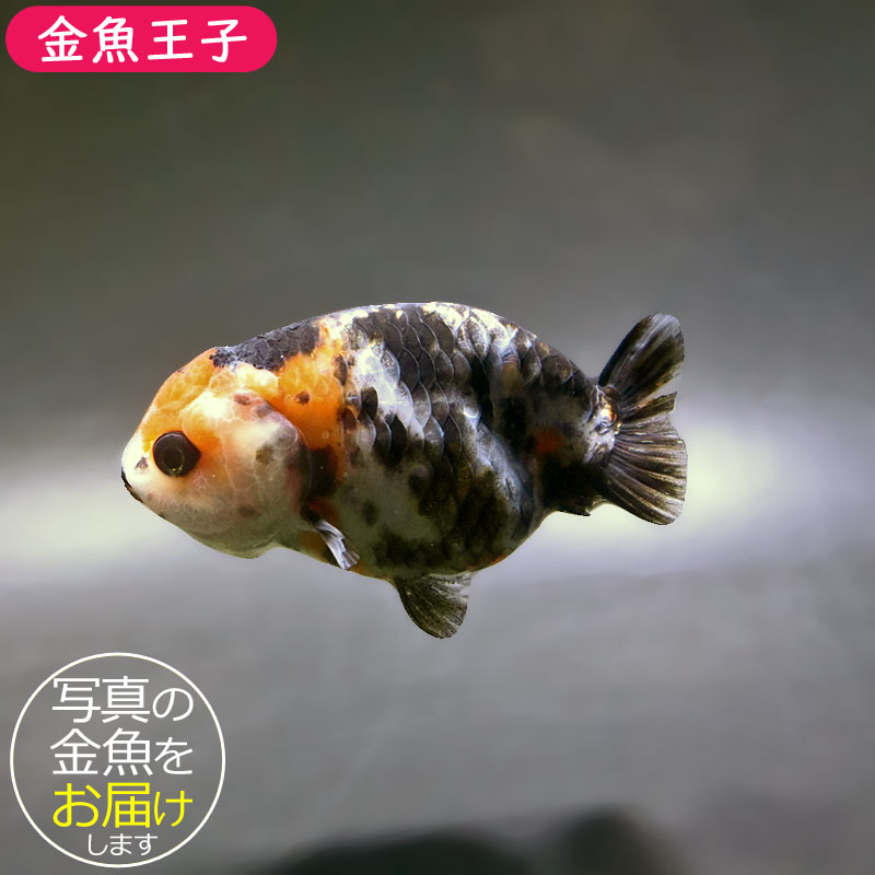 金魚王子】江戸錦 8.5～9cm前後 (個体番号：xsw781) 金魚 きんぎょ