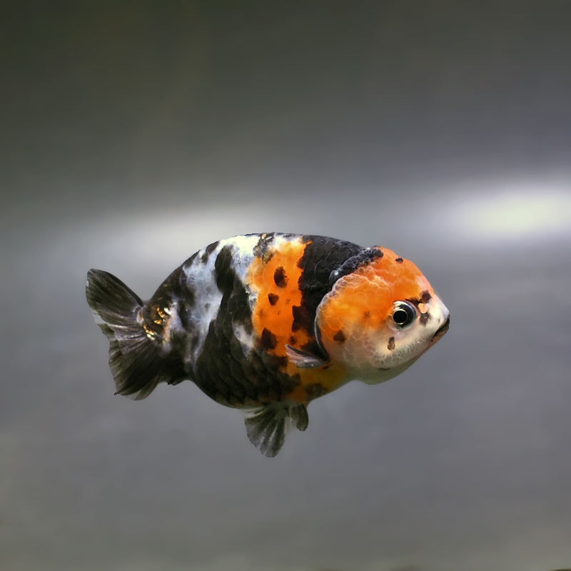 【金魚王子】江戸錦 8.5～9cm前後 (個体番号：xsw781) 金魚 きんぎょ 生体 らんちゅう 厳選個体