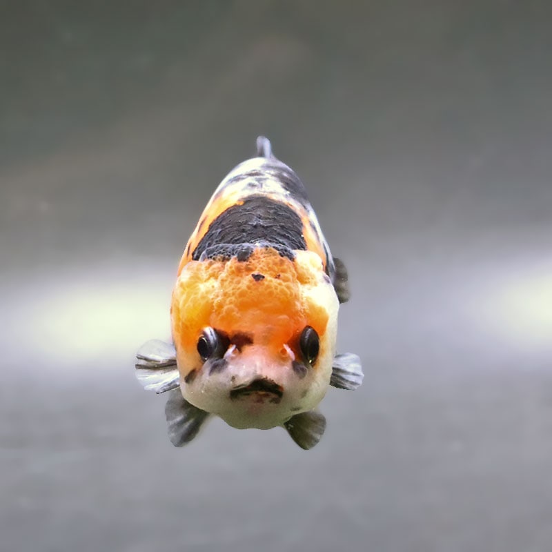 金魚王子】江戸錦 8.5～9cm前後 (個体番号：xsw781) 金魚 きんぎょ