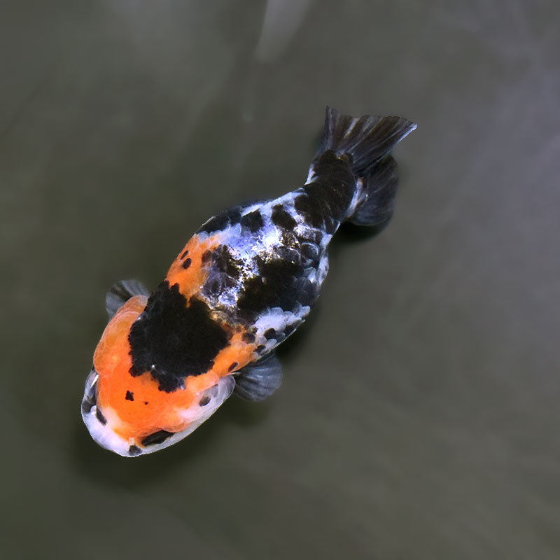 金魚王子】江戸錦 8.5～9cm前後 (個体番号：xsw781) 金魚 きんぎょ