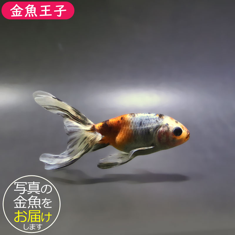 金魚王子】キャリコ丹鳳 10.5±1cm前後 (個体番号：xsw941) 金魚