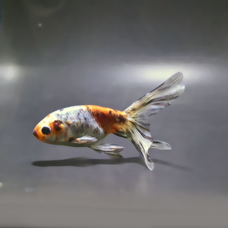 きんぎょ 金魚王子】キャリコ丹鳳 10.5±1cm前後 (個体番号：xsw941) 金魚