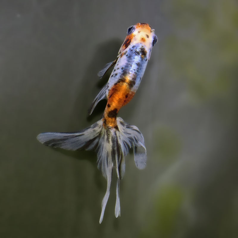 金魚王子】キャリコ丹鳳 10.5±1cm前後 (個体番号：xsw941) 金魚