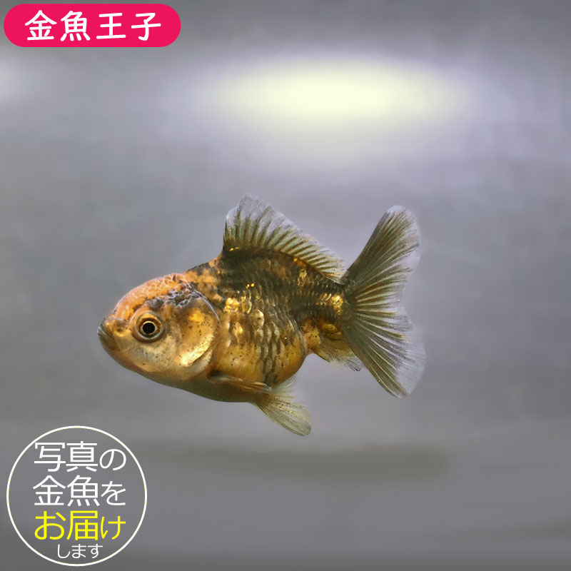 金魚一位　 金魚王子】バルーンオランダ 6.5±1cm前後 (個体番号：zaq217) 金魚