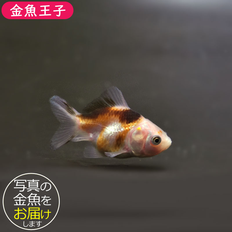 金魚王子】ベビーオランダ 5±1cm前後 (個体番号：cde341) 金魚